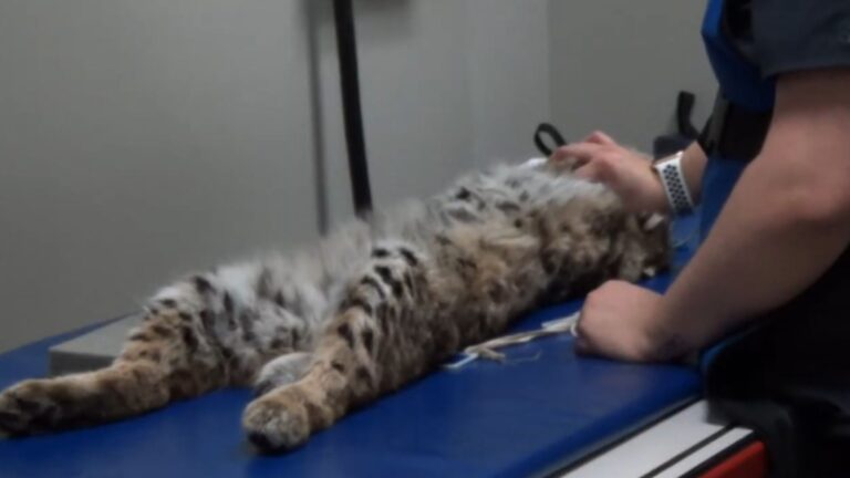 Nebraska Man Saw Injured Animal Lying On The Road, He Had No Idea What He Was About To Get Into