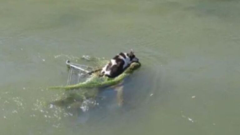 Arizona Local Sees Shopping Cart In Rushing Water, Then Realizes A Tiny Life Is Clinging To It