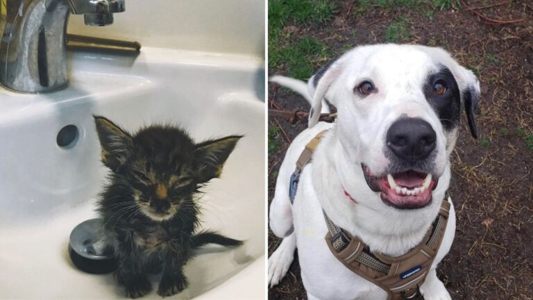 Nebraska Woman Rescued A Barely Breathing Kitten, You Won’t Believe What Happened At Home