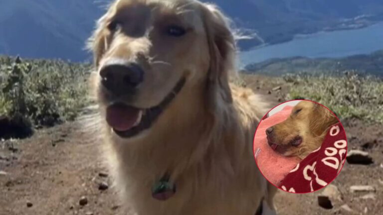 Family Watches In Horror As Their Dog Falls From A Cliff 300 Feet Into The Ocean In Oregon