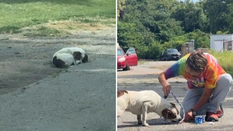 Missouri Residents Spotted A Dog Curled Up In Alley, They Weren’t Ready For What They Saw Next