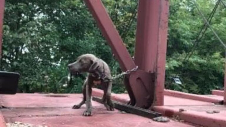 Wisconsin Train Drivers Get Shocking Call About Puppy On Moving Train, Then They See Her