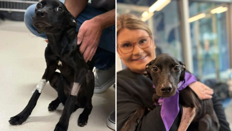 Starving Puppy Found Barely Moving In Pumpkin Patch In Nebraska Gets Her First Taste Of Safety