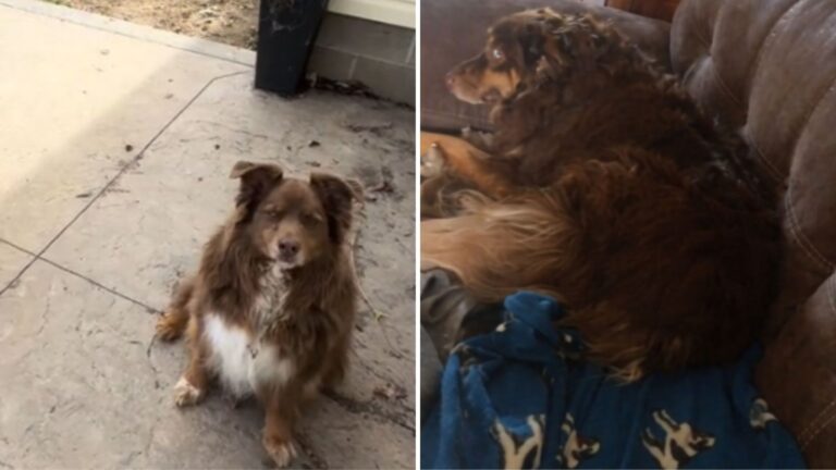 Ohio Dog Holds A Grudge Against Mom, But Watch What Happens When She Hears Her Favorite Song