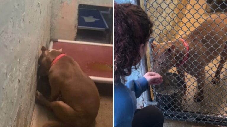 New Jersey Dog Left Devastated After The Only Family She Knew Turns Their Back On Her