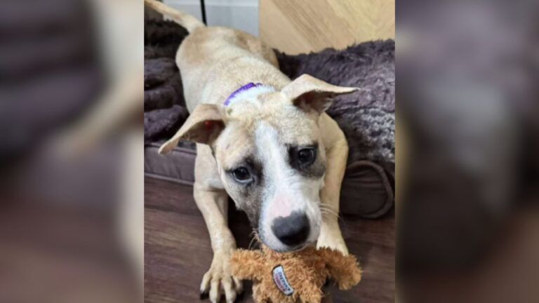 NC Team Rescues Dog Locked In Wire Crate In Scorching Heat, Then Discovers Something Shocking