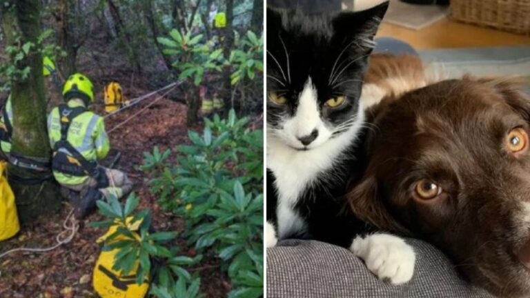 Oregon Pulls Off Amazing Rescue After His Cat Sister Falls 100 Feet Into Mine Shaft