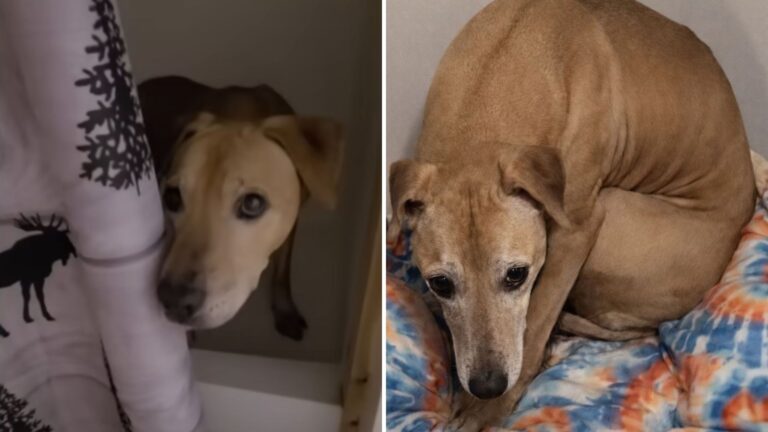Traumatized Dog Rescued From Fighting Ring In California Went Silent For Years, Look At Him Now