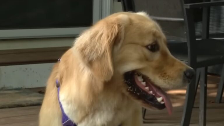 Virginia Family Brings Dog Home From Daycare, Then Their Cats Suddenly Sense Something’s Wrong