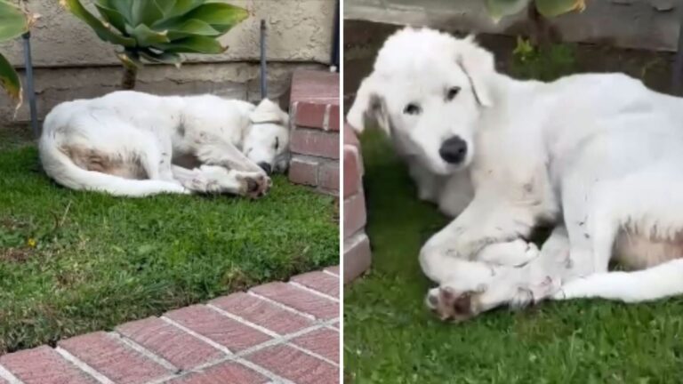 California Woman Sees Beautiful Dog Lying On Her Lawn, But Her Heart Breaks Upon Closer Look