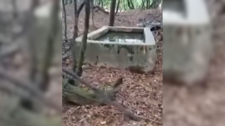 Man Follows Screams Into Georgia Woods, Then Shines Light Into Old Well And Freezes At The Sight