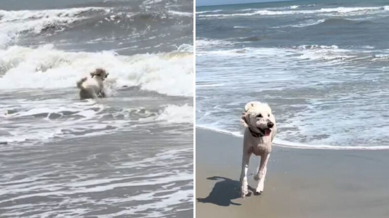 North Carolina Woman Takes Her Dog To The Beach, Then Faces A Moment She’ll Never Forget