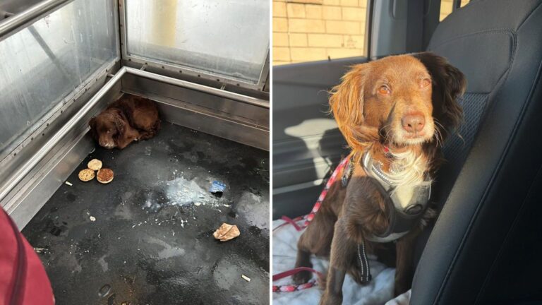 Shaking Pup Hid In Elevator At California Station, Unaware His Life Was About To Change Forever