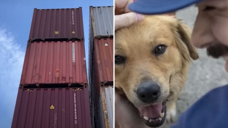 Texas Coast Guard Hears Faint Sound From Shipping Container And Feels Compelled To Look Inside