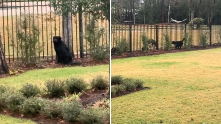 Every Day, This Rescue Dog Waits By Neighbor’s Fence In Florida, And The Reason Is So Sweet