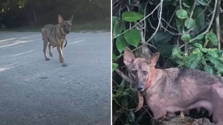 Sisters Driving Through Saipan Jungle Suddenly Bump Into A Dog And Decide To Take A Closer Look
