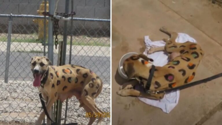 Dog Covered In Leopard Spots Found Tied To A Fence, Gasping In Heatwave In Arizona