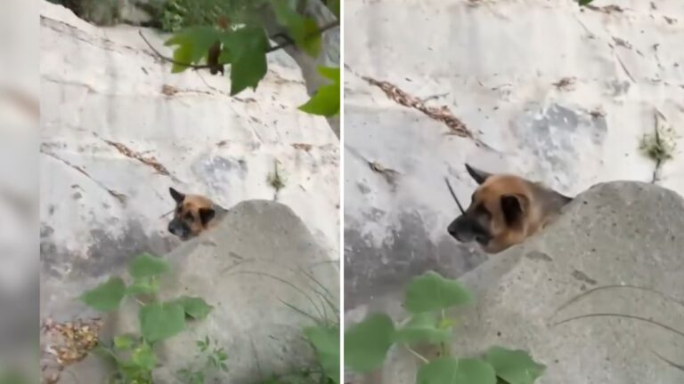 Hikers In Malibu Canyon See A Dog Behind The Rocks And Their Hearts Sink As They Approach