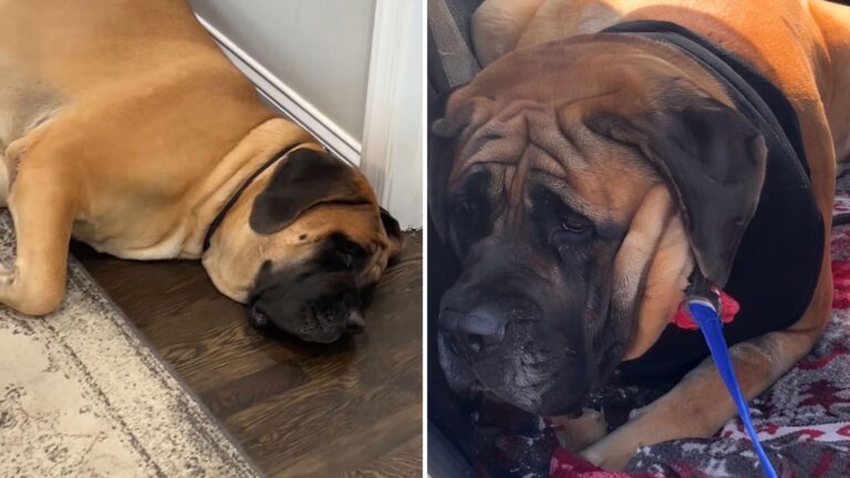 Pennsylvania Mastiff’s Attempt To Avoid The Vet Turns The Whole Visit Into A Hilarious Scene