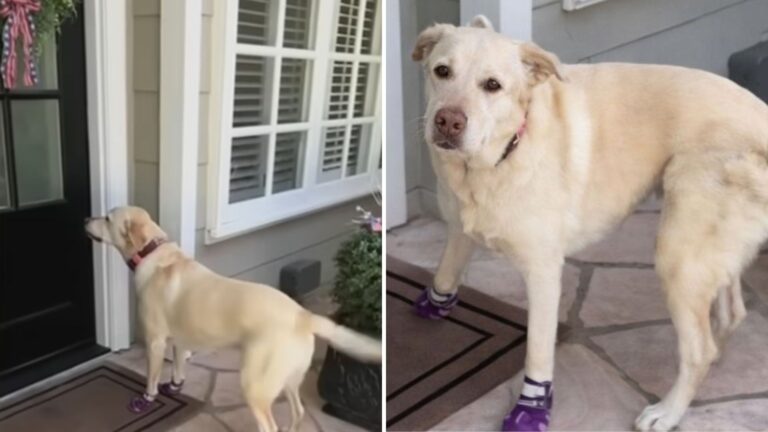 California Labrador Has To Visit One Person Every Day And Watching The Video Will Make Your Day