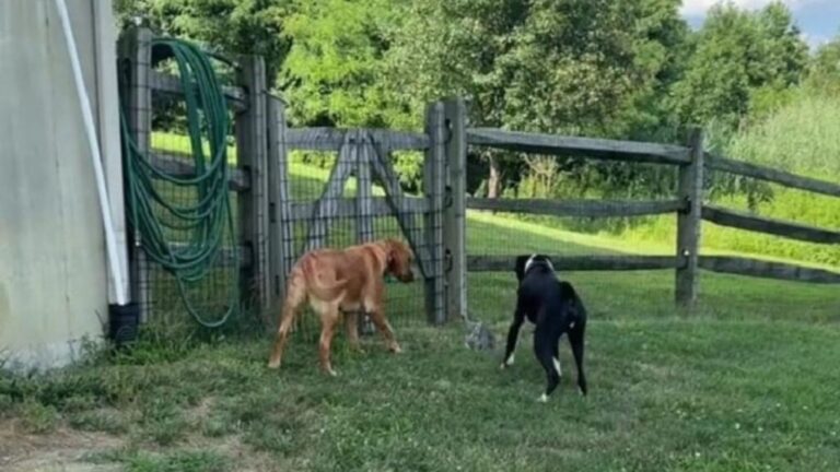 New Jersey Woman Hears Her Dogs Barking Outside And Sees Little Unexpected Visitor In The Grass