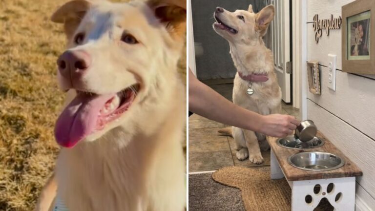 Rescue Dog In Montana Has One Rule For His Mom Before Dinner And It’s The Sweetest Thing Ever