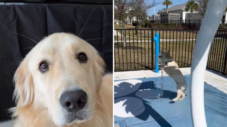 Florida Dog Returns To A Place He Loved As A Puppy And The Heartmelting Moment Goes Viral