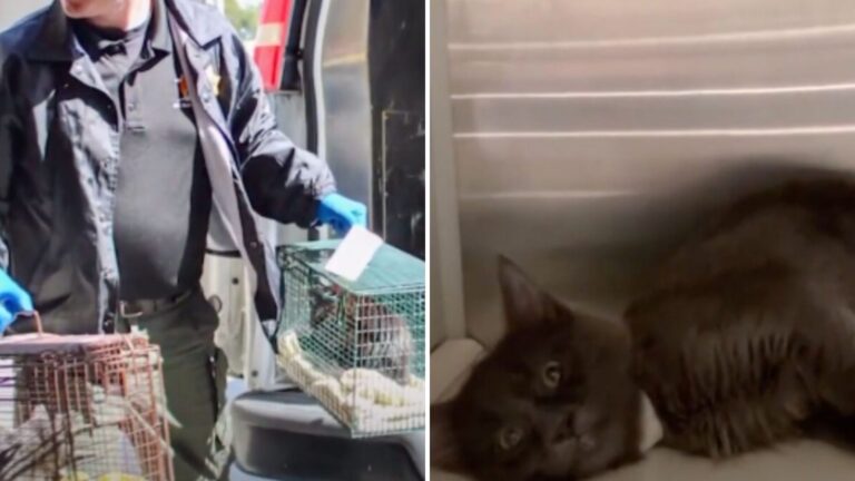 California Rescuers Shocked After Finding 46 Cats Inside Apartment In Hoarding Nightmare
