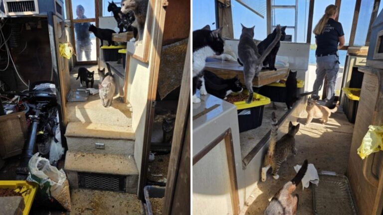 Rescuers Stunned After Discovering 23 Cats Living On Neglected Boat In Florida