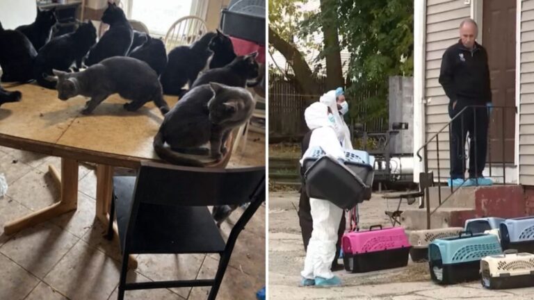 Woman’s Tragic Passing Leads To Disturbing Case Of 50 Neglected Pets In Her Rhode Island Home