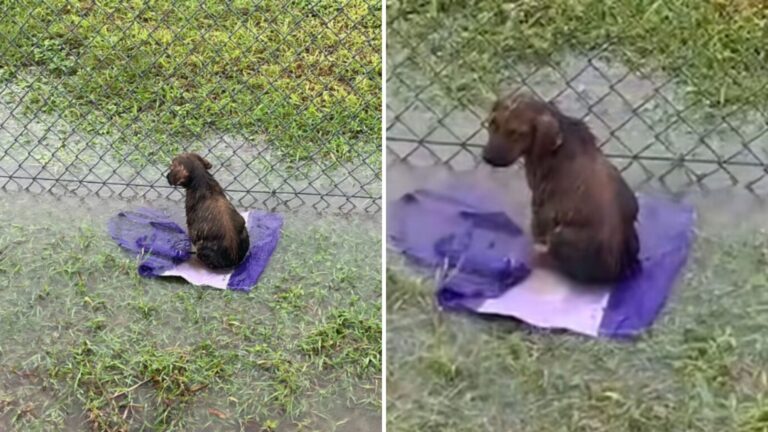 Soaked Puppy Clinging To Onion Sack In Flooded Texas Field Doesn’t Know Help Has Finally Arrived