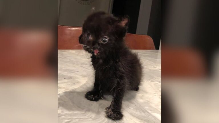 Rejected At Birth, Two-Faced Kitten In North Carolina Finds A Man Who Accepts Her Completely