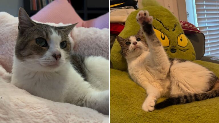 California Family Adopts Senior Rescue Cat, Then She Does Something They Never Saw Coming