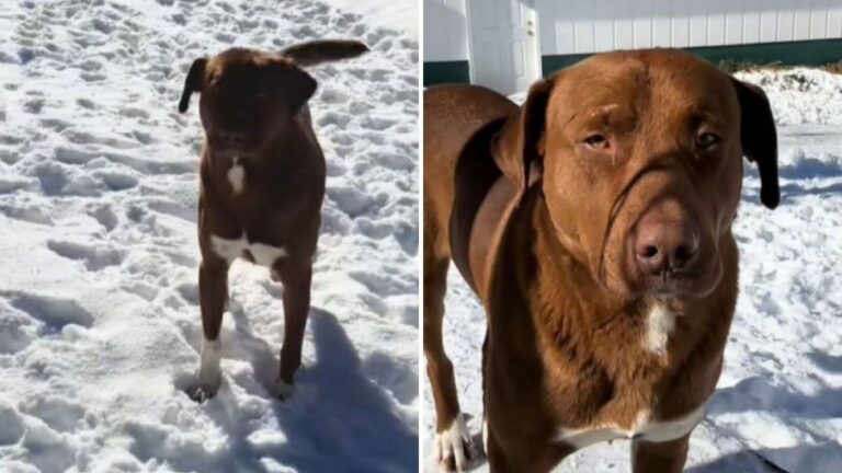 Kentucky Family Let Freezing Dog In For One Night, The Moment That Followed Changed Everything
