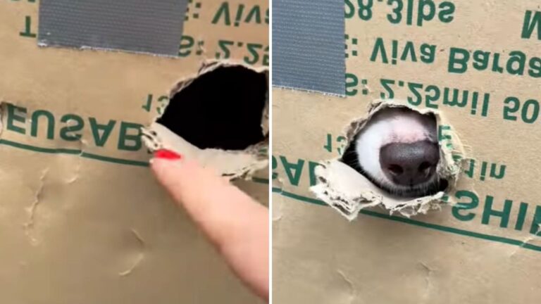LA Rescuer Sees Person Holding Two Bulky Boxes… Then A Tiny Nose Peeks Out