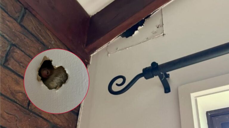 Ohio Couple Notices Their Dog Freaking Out At Wall Hole, Then Suddenly A Tiny Nose Peeks Out