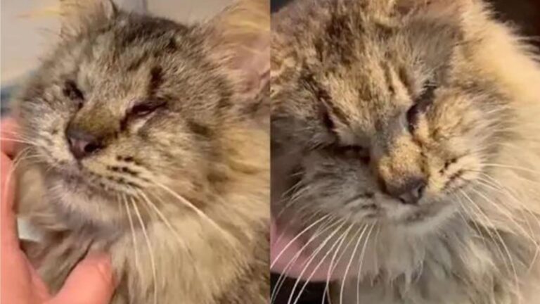 Texas Family Notices A Blind Stray Cat Near Their Property, Then Starts Following Her