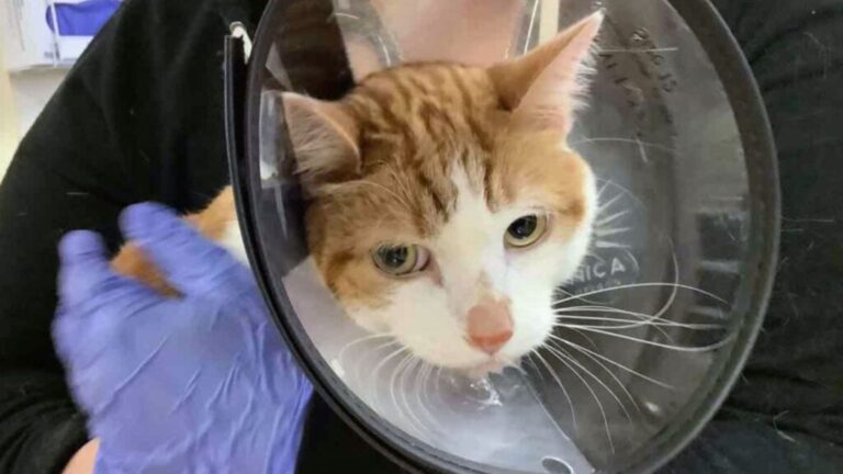 Oregon Family Rushes Cat To ER For Vomiting, Not Ready For What X-Ray Reveals In His Mouth