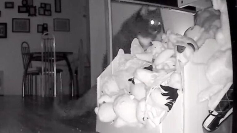 Florida Family Sets Cameras To See Who’s Stealing Kid’s Toys, Whats They Discover Is Hilarious