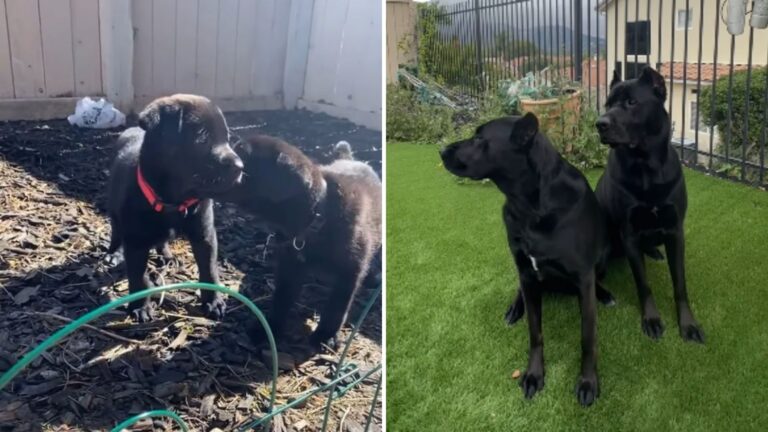 California Family Thought Their Puppies Were Cane Corsos… Then DNA Test Left Them In Shock
