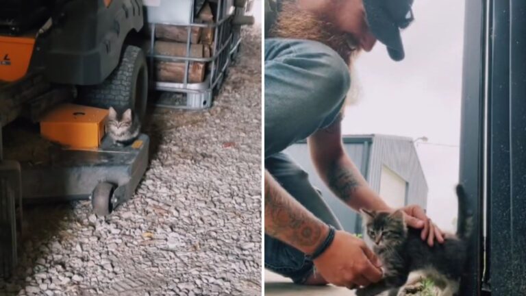 Indiana Farmer Hears Faint Cries From His Woodshed And The Discovery Completely Melts Him