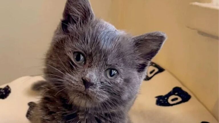 NY Couple Hears A Heartbreaking Cry Behind The Fence And The Discovery Leaves Them Speechless