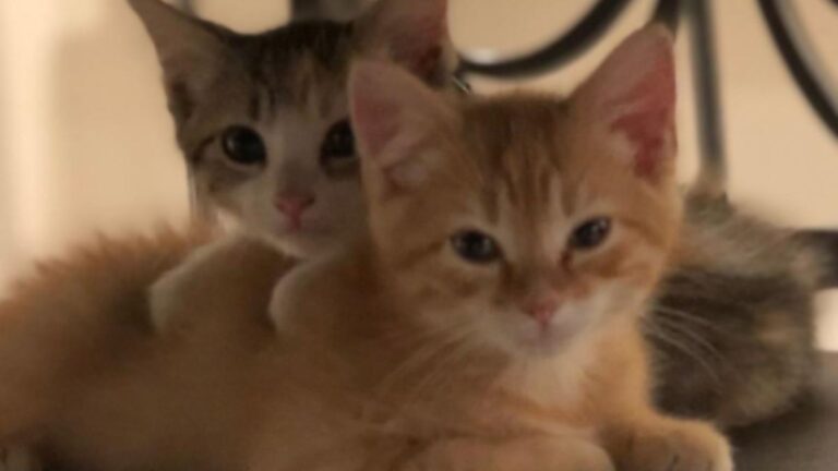 Ohio Finance Office Adopts Two Abandoned Kittens And Gives Them The Best Names Ever