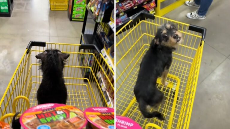 Florida Man Walks Into Dollar General For Groceries And Gets Tiny Fluffball As A Surprise Bonus