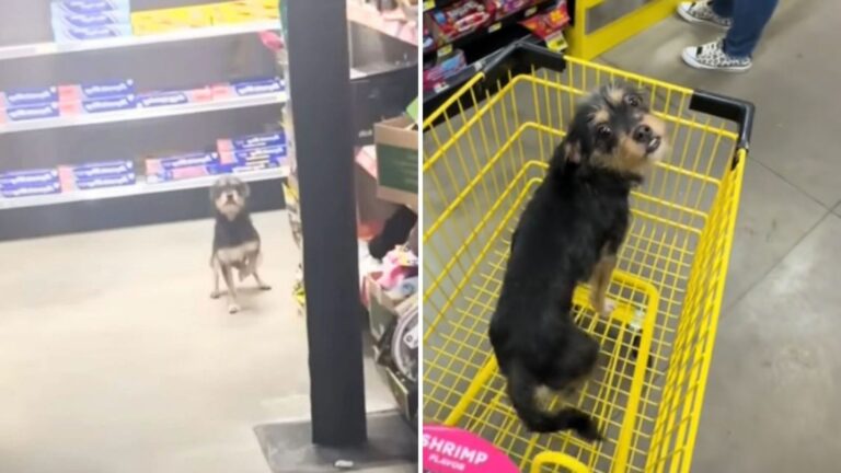 Florida Man Heads Into Dollar General For Groceries And Leaves With A Furry Bonus