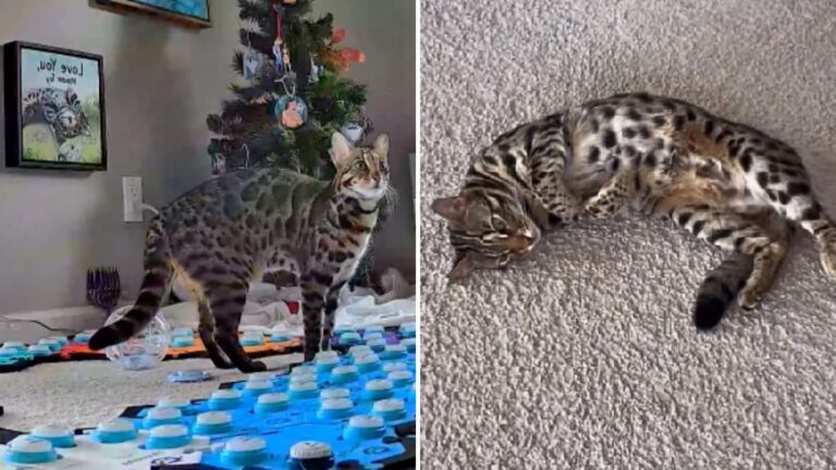 South Carolina Cat Talks Through Buttons And Says Something That Leaves Her Owner In Shock