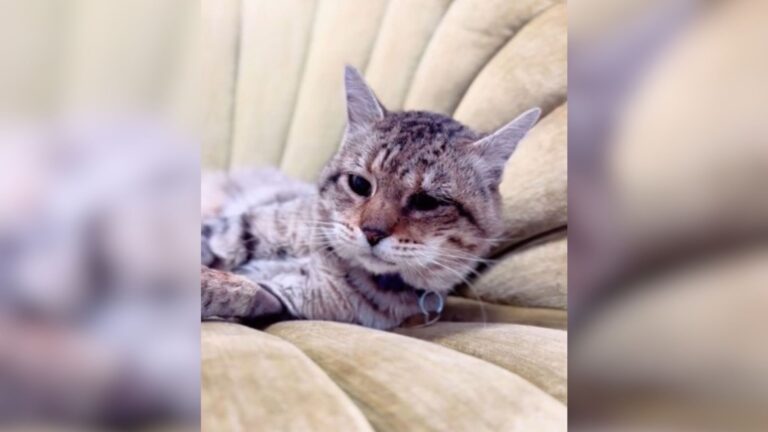 Watch The Heartwarming Moment Colorado Stray Cat Feels The Softness Of Chair For The First Time