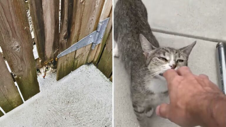 Pennsylvania Man Takes In A Feral Cat And Gets A Surprise He Never Saw Coming