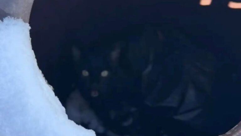Colorado Photographer Hears Frantic Cries In Trash Can And Finds A Freezing Creature Inside