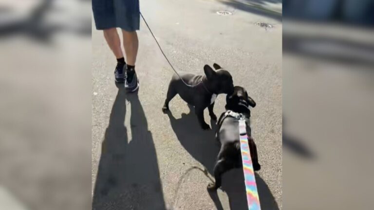 Do Dogs Remember Their Family? Watch Two Dog Siblings Reunite In Florida After 3 Years Apart